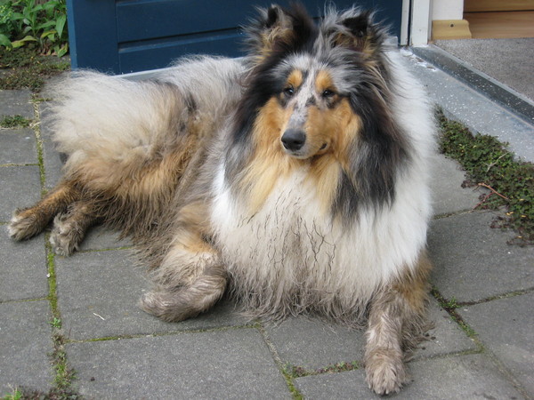 Bo heeft gerend door een veld