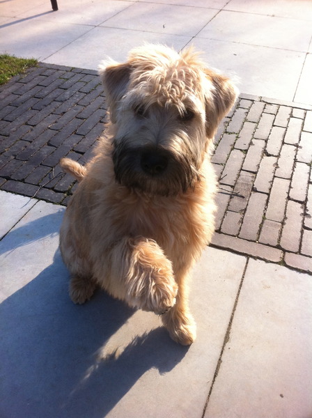 Irish Softcoated Wheaten Terriër