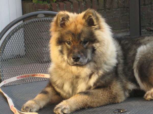 Eurasier