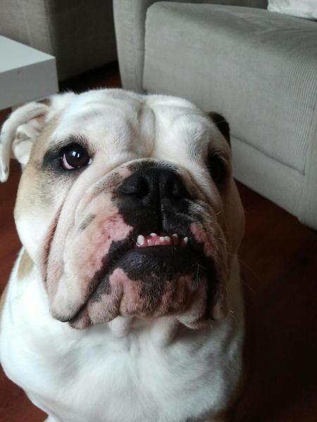 Engelse Bulldog