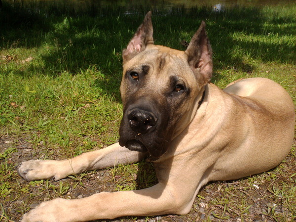 Dogo Canario