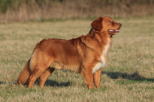 Nova Scotia Duck Tolling Retriever