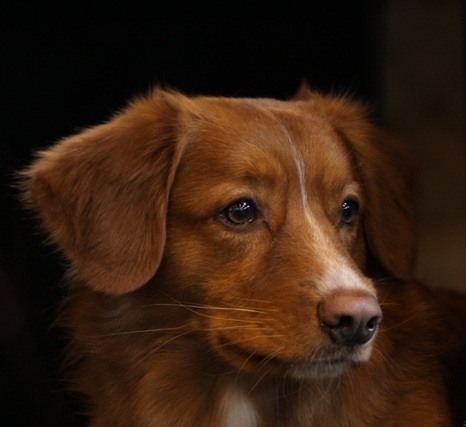 Nova Scotia Duck Tolling Retriever