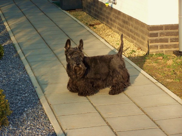 Schotse Terrier