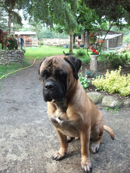 Bullmastiff