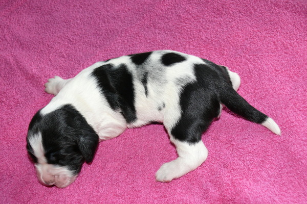 Aan de Toren van Hoogersmilde