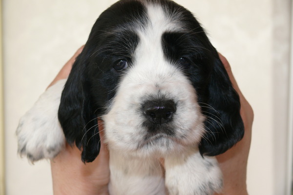 Aan de Toren van Hoogersmilde
