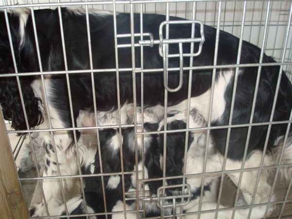 Aan de Toren van Hoogersmilde