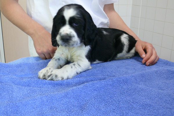 Aan de Toren van Hoogersmilde