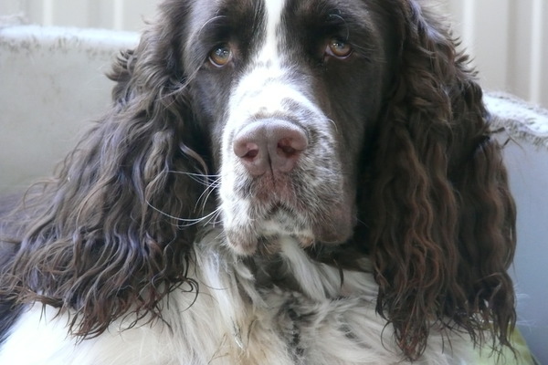 Aan de Toren van Hoogersmilde