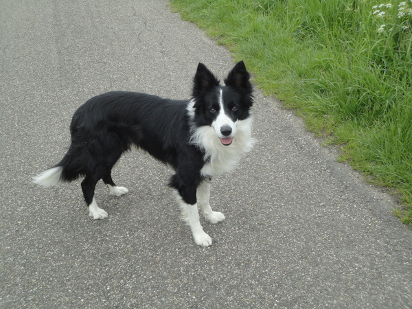 Border Collie