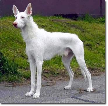 Podenco Ibicenco, ruwhaar