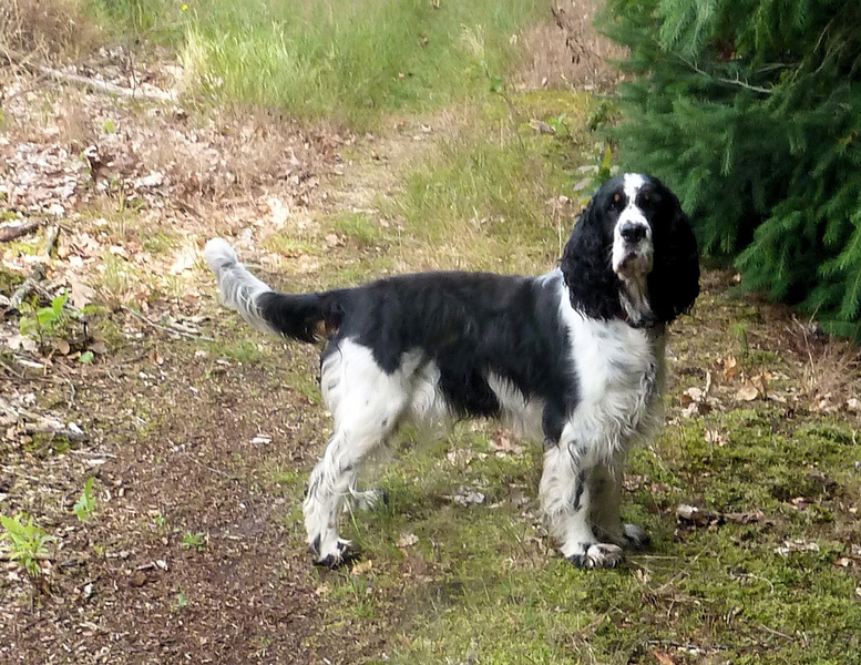 Aan de Toren van Hoogersmilde