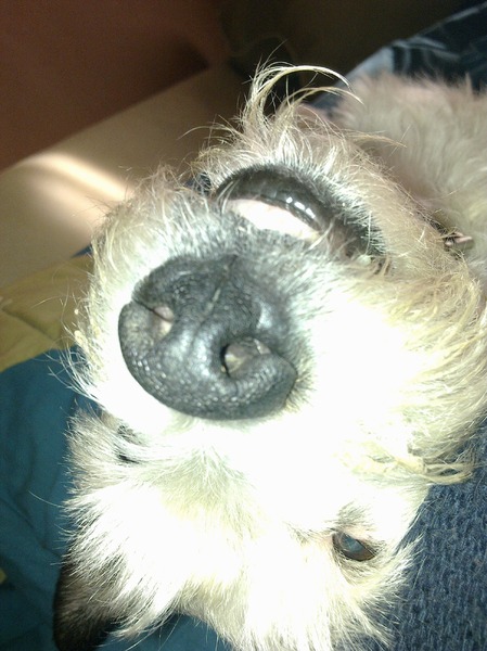 Parson Russell Terriër