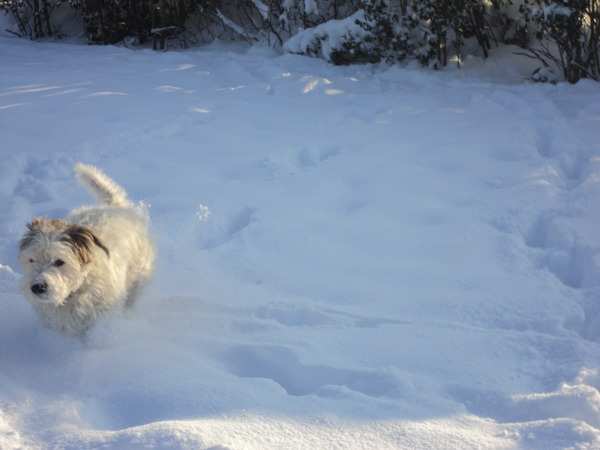 Parson Russell Terriër