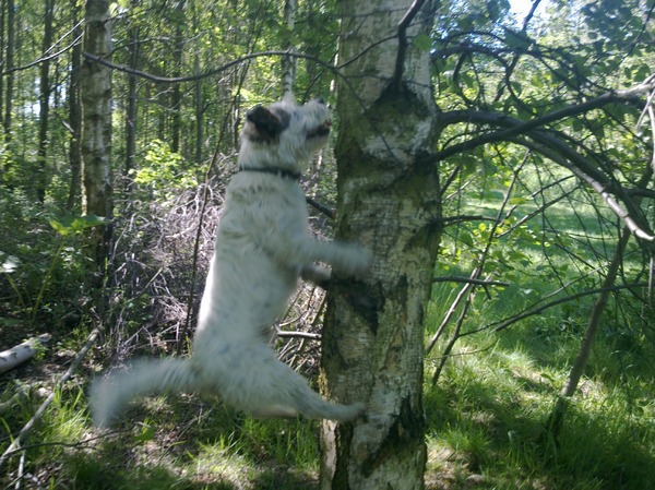 Parson Russell Terriër