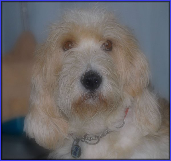 Petit Basset griffon vendéen