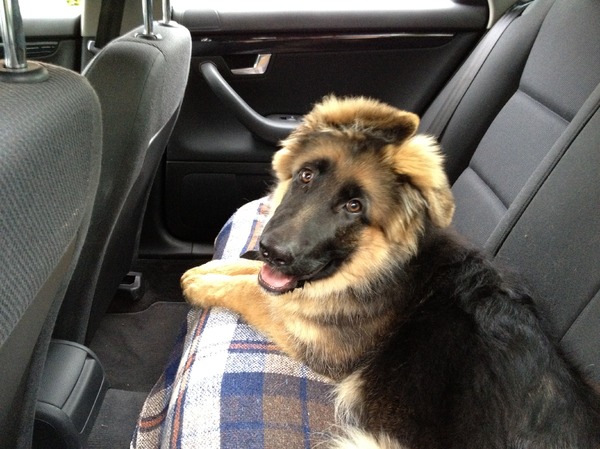 Oud Duitse Herdershond