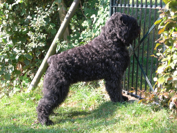 Bouvier des Flandres