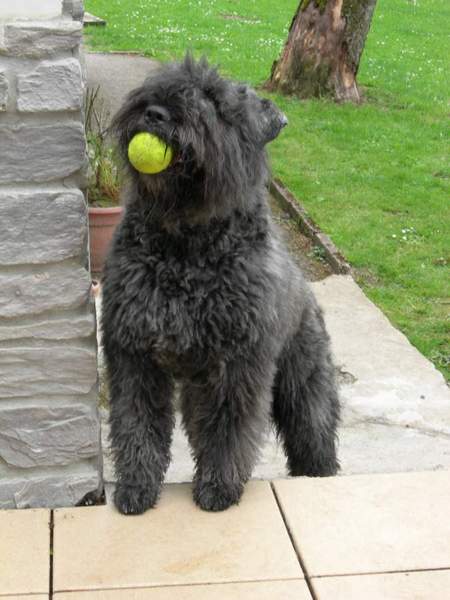 Bouvier des Flandres