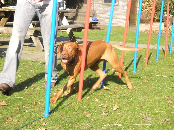 Vizsla (Hongaarse staande hond)