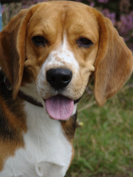 Beagle