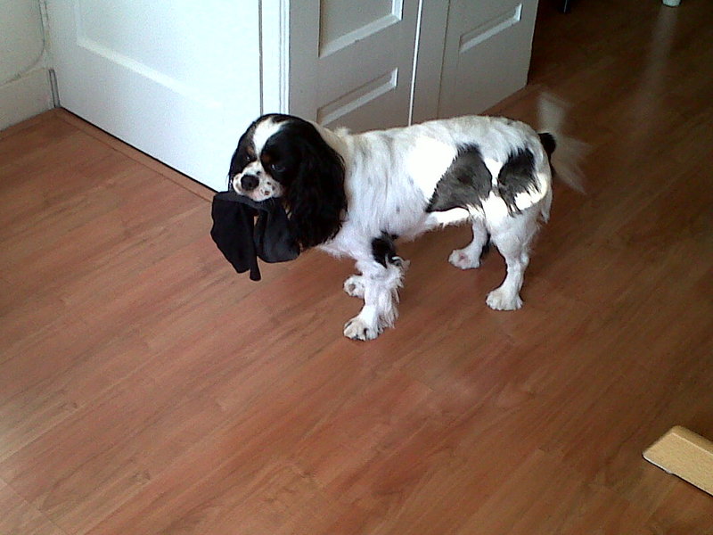Cavalier King Charles Spaniel