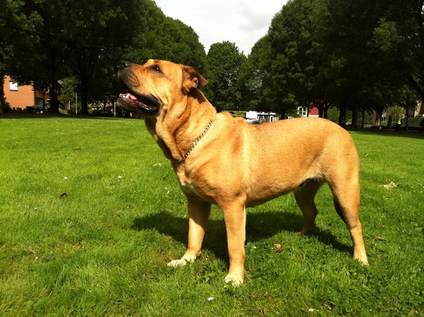 Perro Dogo Mallorquín