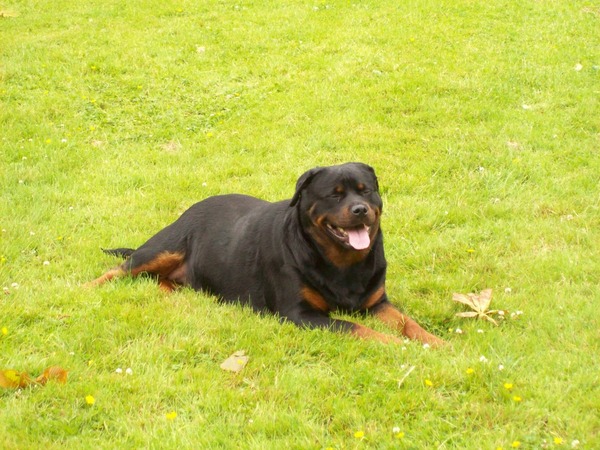 Rottweiler