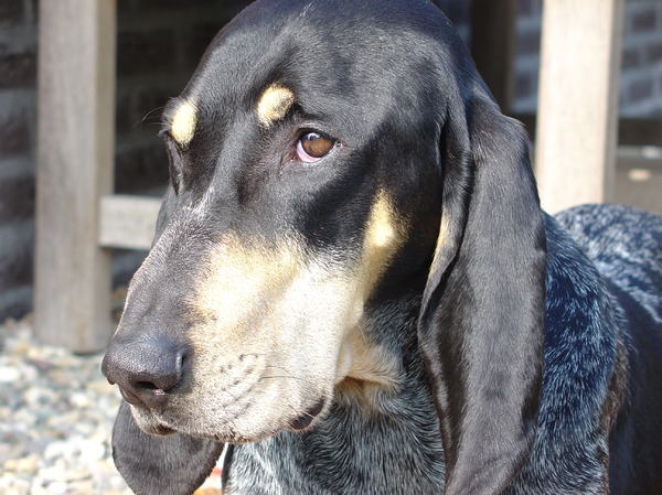 Petit Bleu de Gascogne