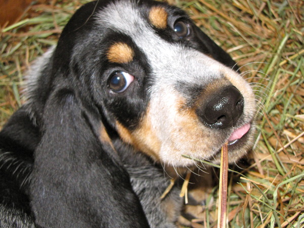 Basset bleu de Gascogne