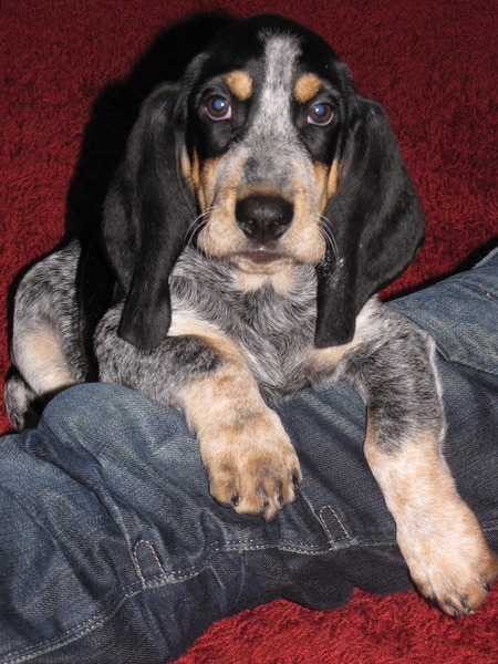 Basset bleu de Gascogne