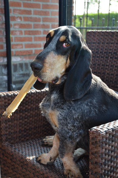 Basset bleu de Gascogne