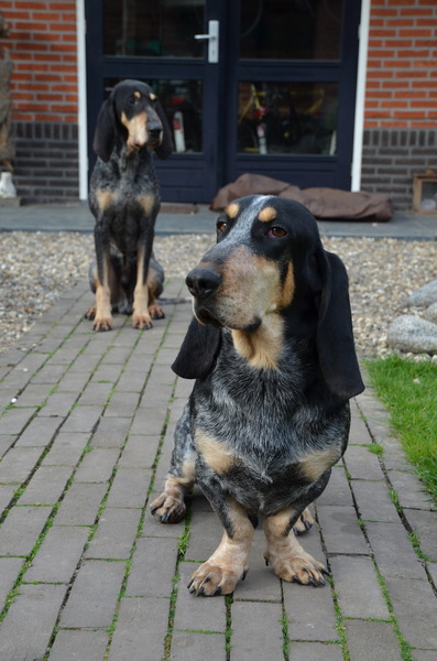 Basset bleu de Gascogne