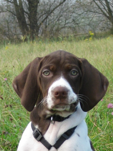 Braque Français, type Pyrénées (klein)