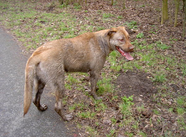 Roxy in de modder