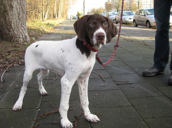 Braque Français, type Pyrénées (klein)