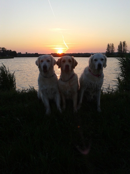 Saampies genieten van de avondzon