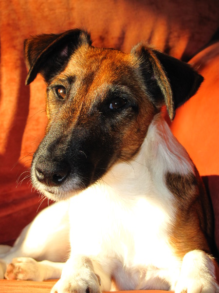 Het avondzonnetje in huis...