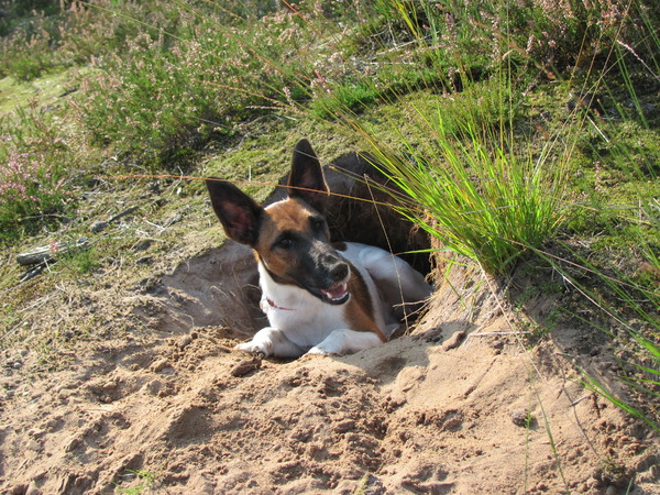 Avond wandeling @ kerkeindse heide moergestel