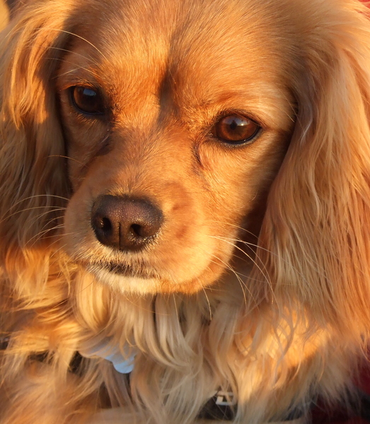 Teske in het zonnetje