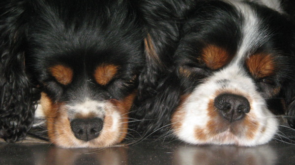 Cavalier King Charles Spaniel