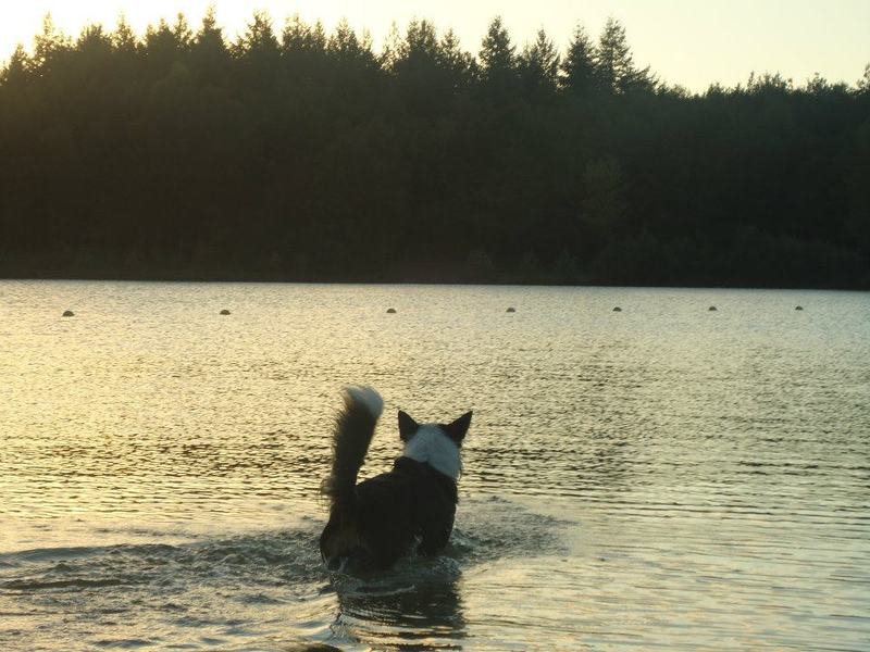 Lekker het water in tijdens zonsondergang.