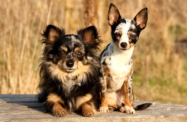 In het avondzonnetje