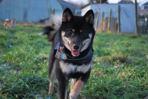 Kaiyo running into the sunset