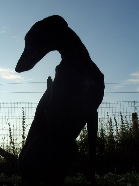 Silhouet van Pixie in het avondzonnetje
