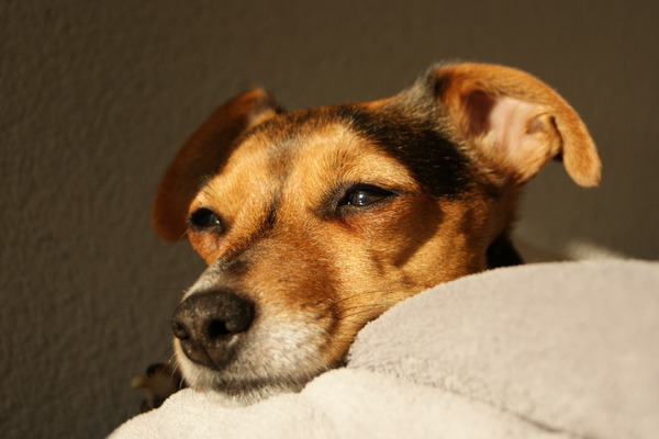 Heerlijk zo in het avondzonnetje