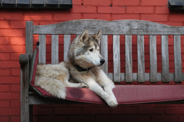 Chenak's laatste avond