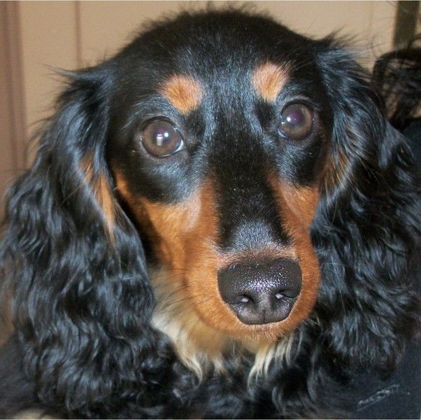 Dwergdashond, langhaar