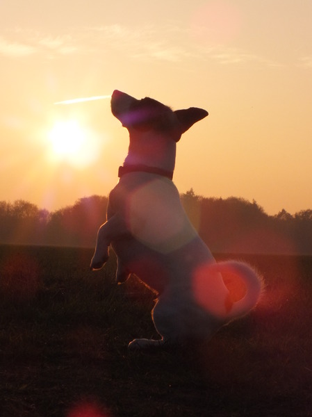 Daisy in het avondzonnetje
